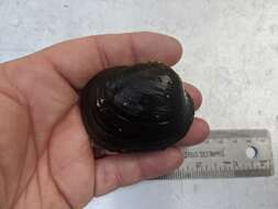 Image of Higgins' Eye Pearly Mussel