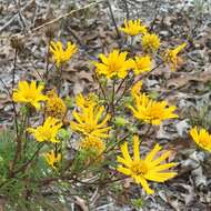 Image of coastal plain honeycombhead