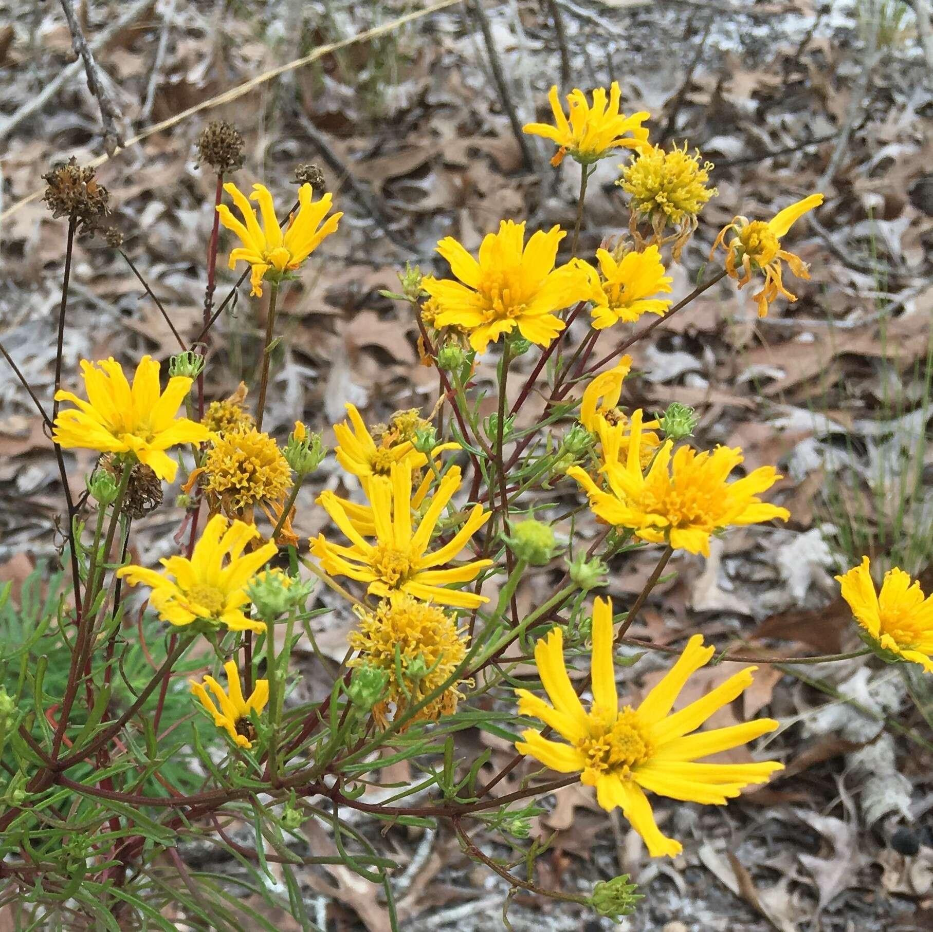 Image of coastal plain honeycombhead