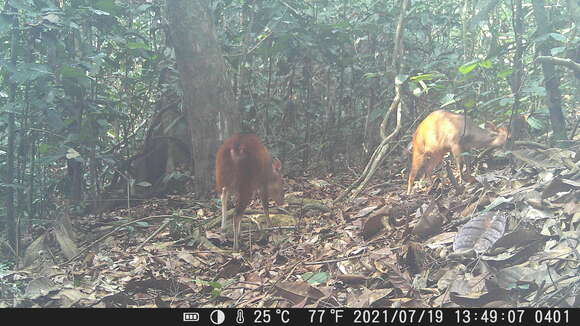 Image of Ogilby's Duiker