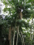 Image of Assai palm