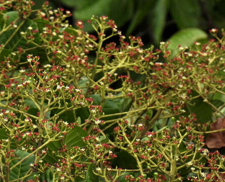 Image of Anacardium giganteum Hancock ex Engl.