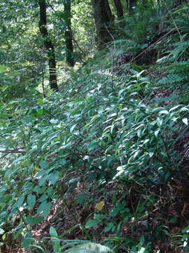 Image of Danae racemosa (L.) Moench