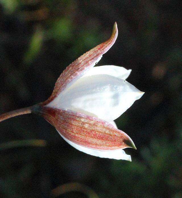 Image of Cyanella alba subsp. alba