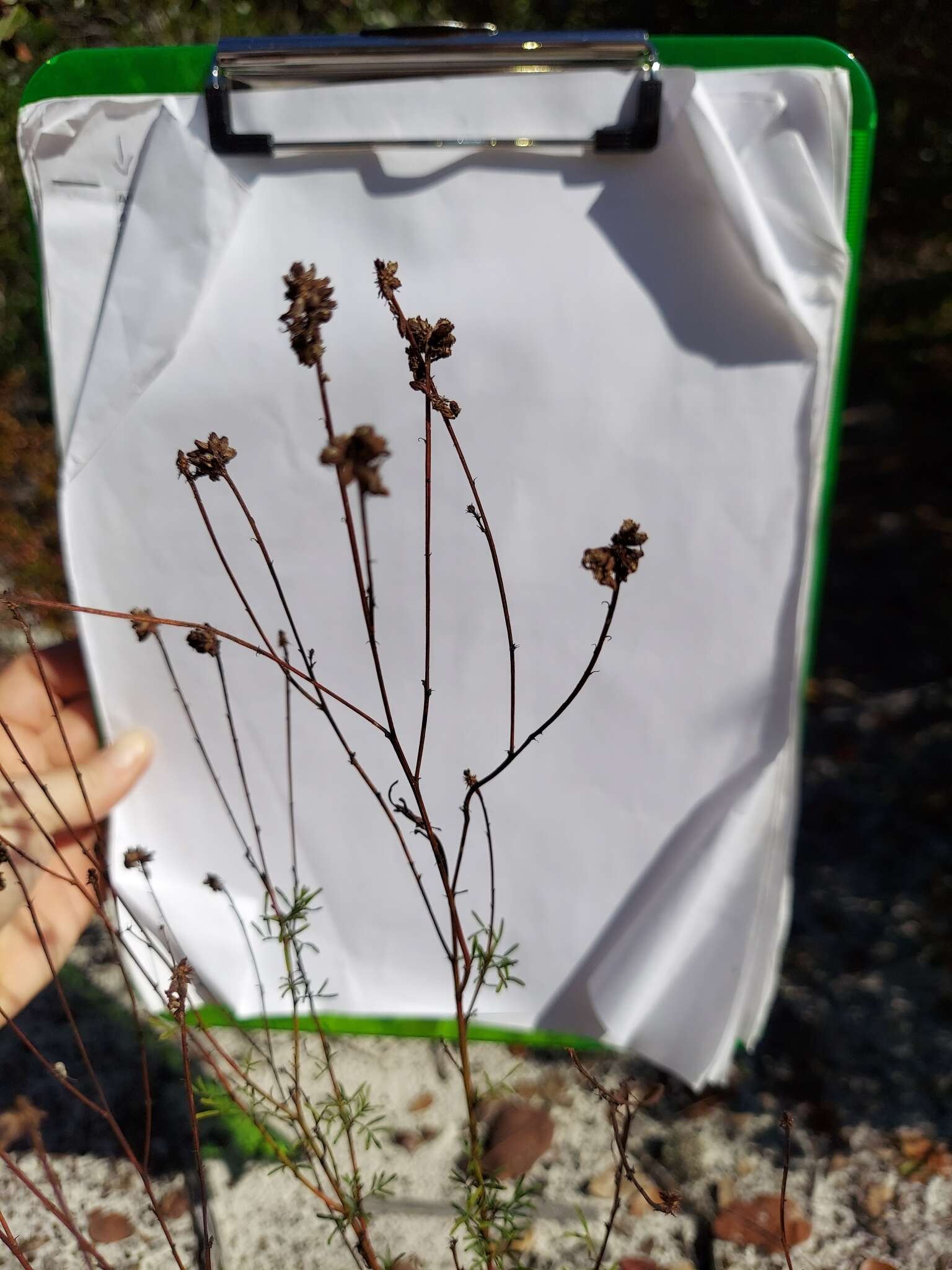 Dalea pinnata var. pinnata resmi