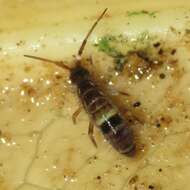 Image of hairy-back girdled springtail