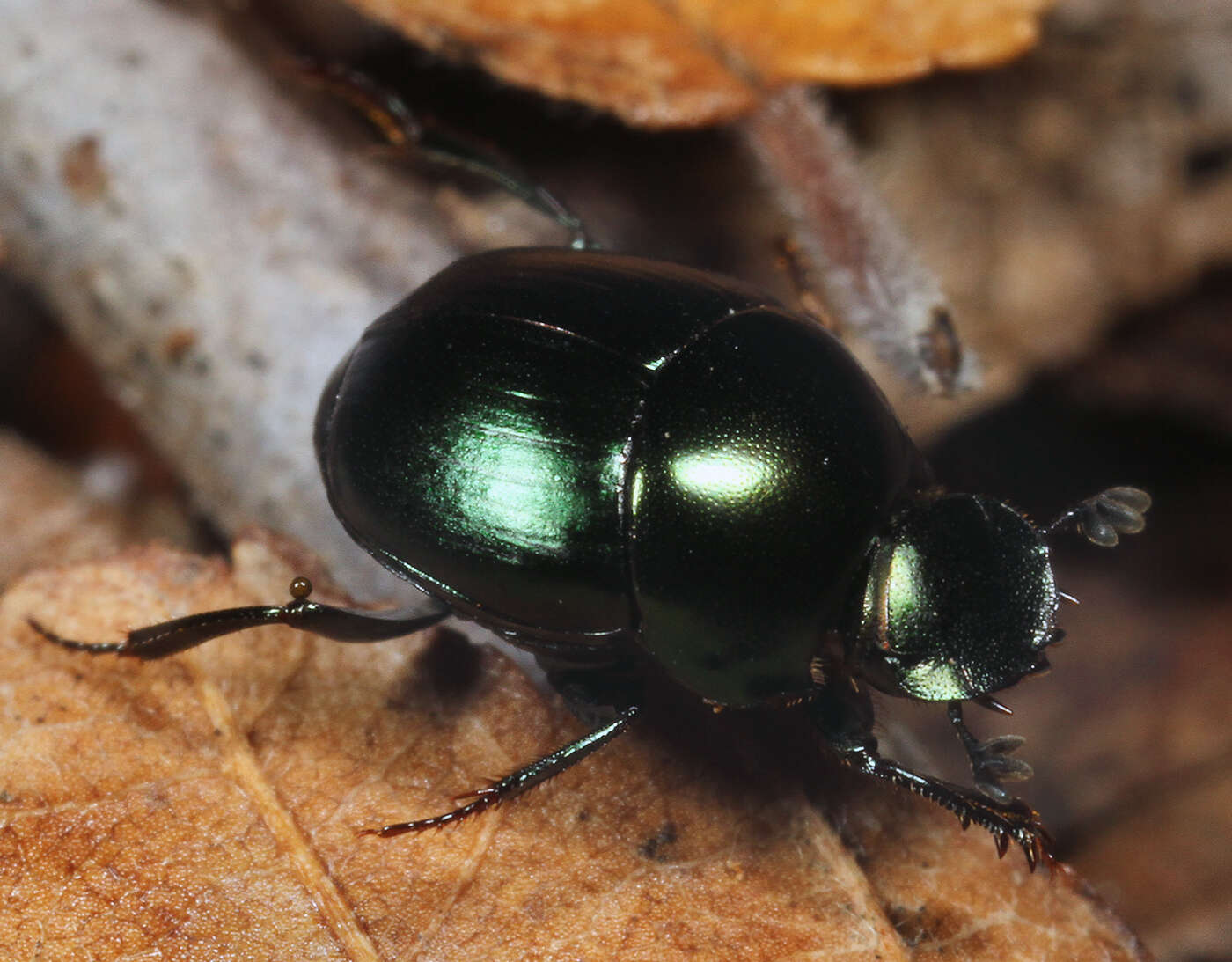 Image of Canthon (Glaphyrocanthon) viridis (Palisot de Beauvois 1805)