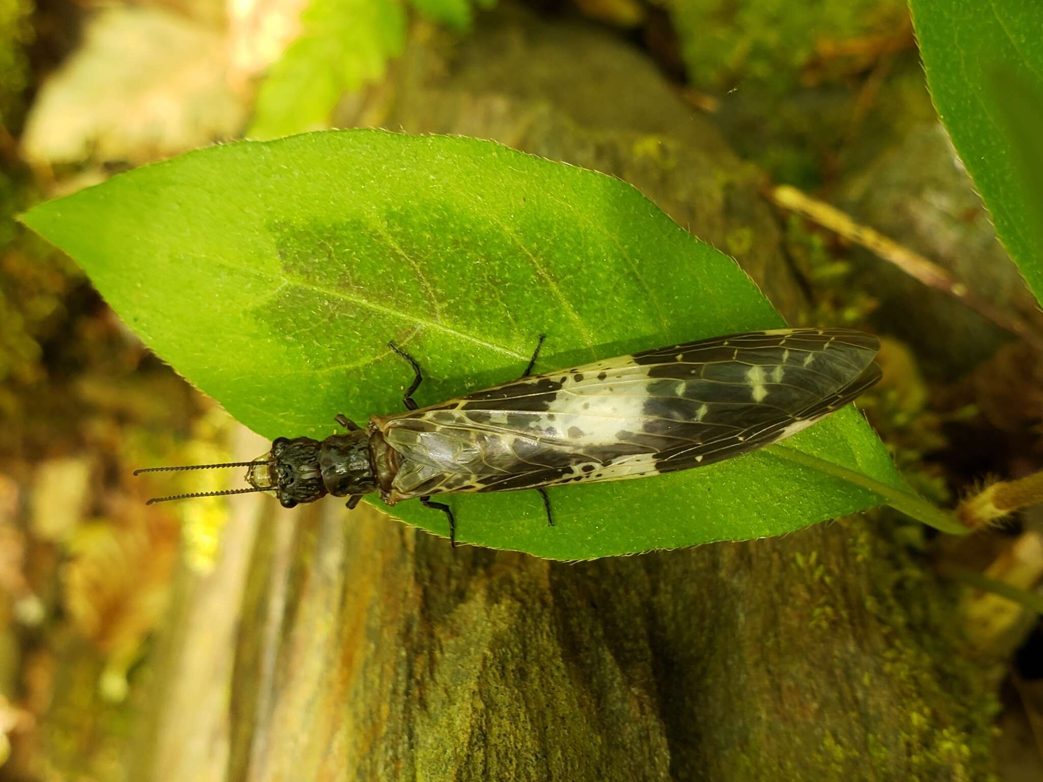 Слика од Nigronia fasciata (Walker 1853)