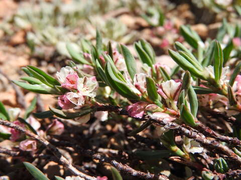 Plancia ëd Polygonum shastense Brewer ex A. Gray