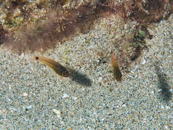 Image of Spotted cardinalfish