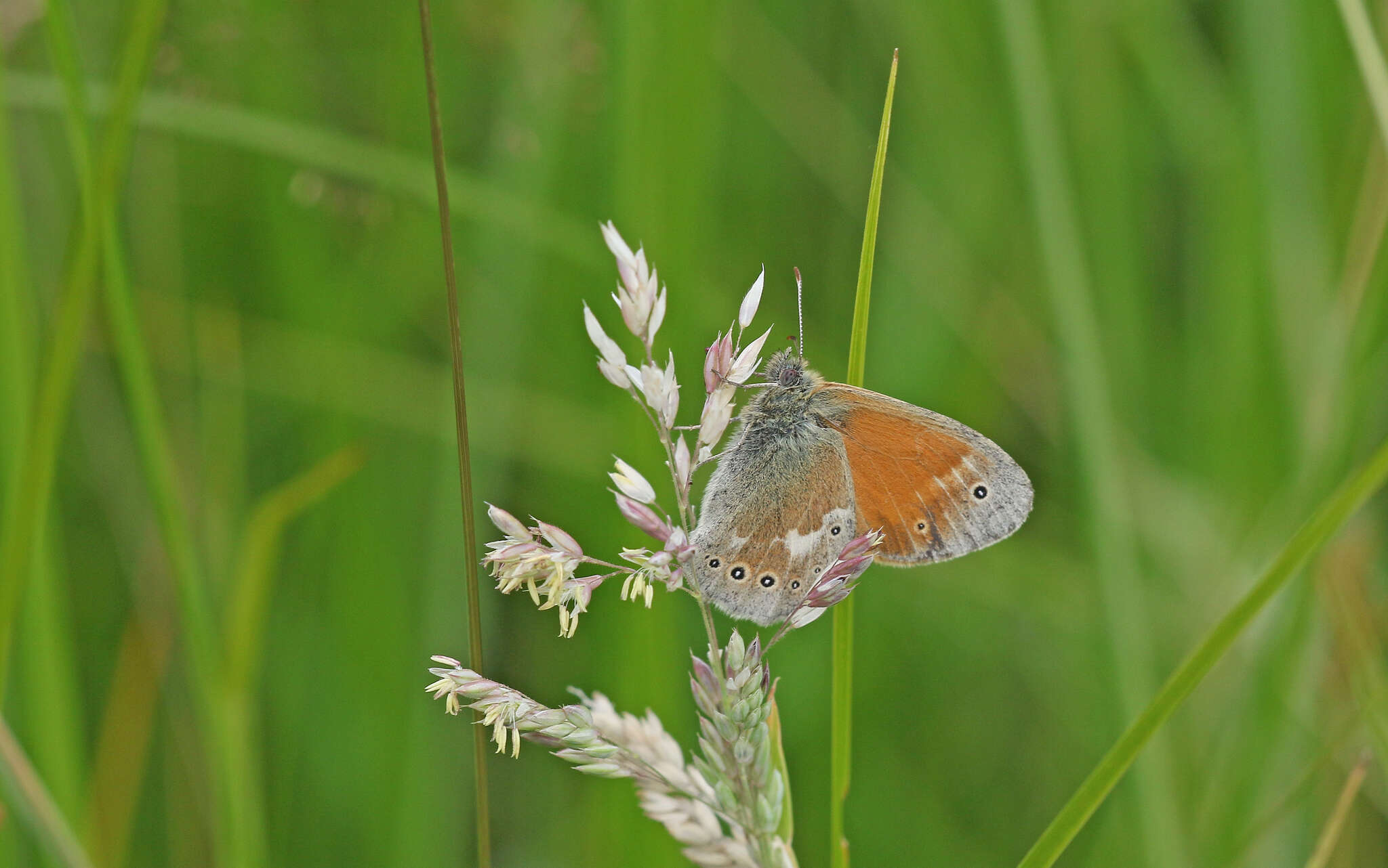 Image of Common Ringlet