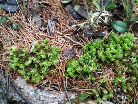 Image of turgid aulacomnium moss