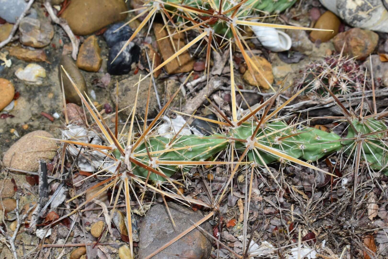 Image of Schott's Prickly-pear Cactus