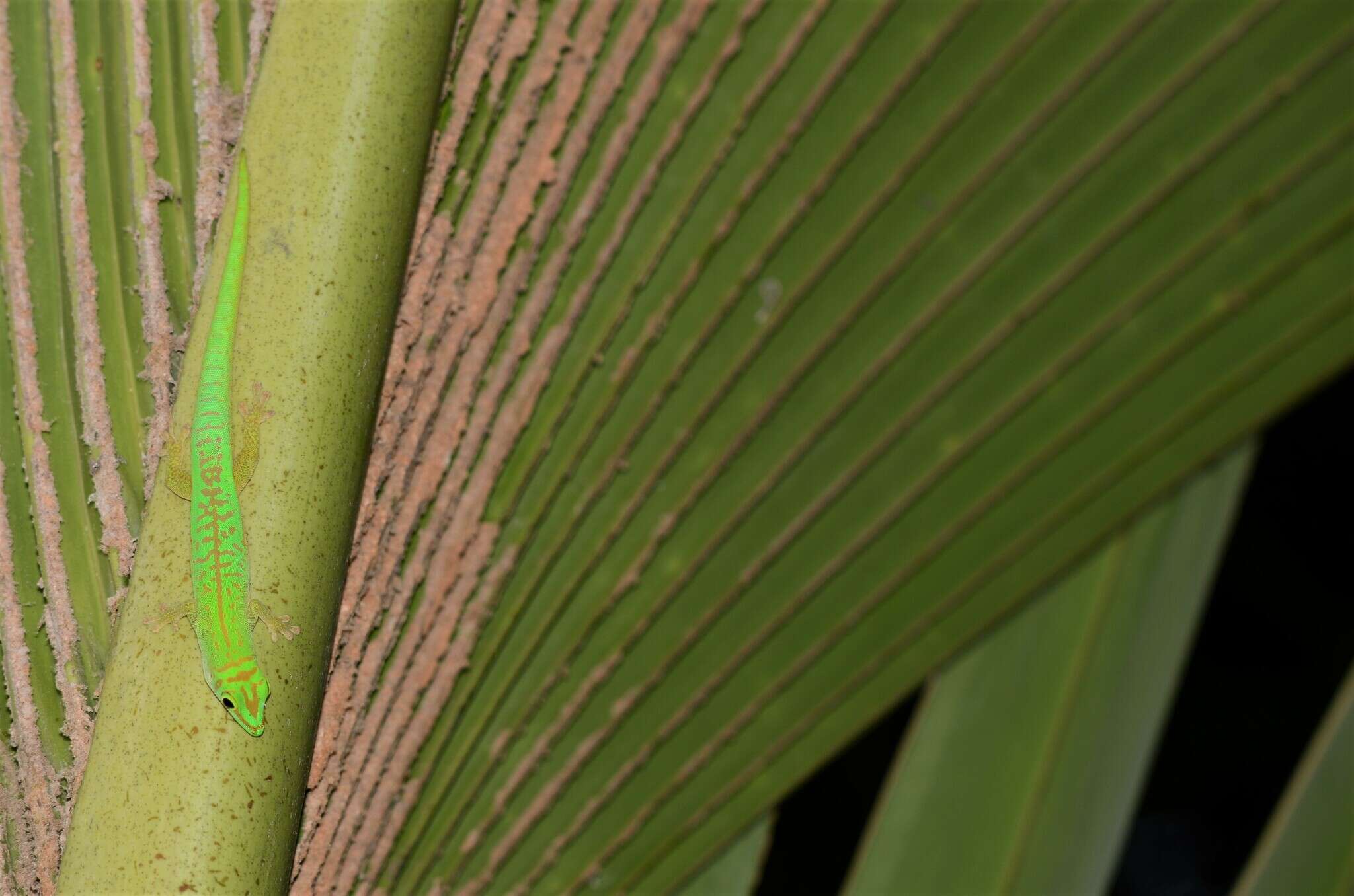 Imagem de Phelsuma astriata semicarinata Cheke 1982