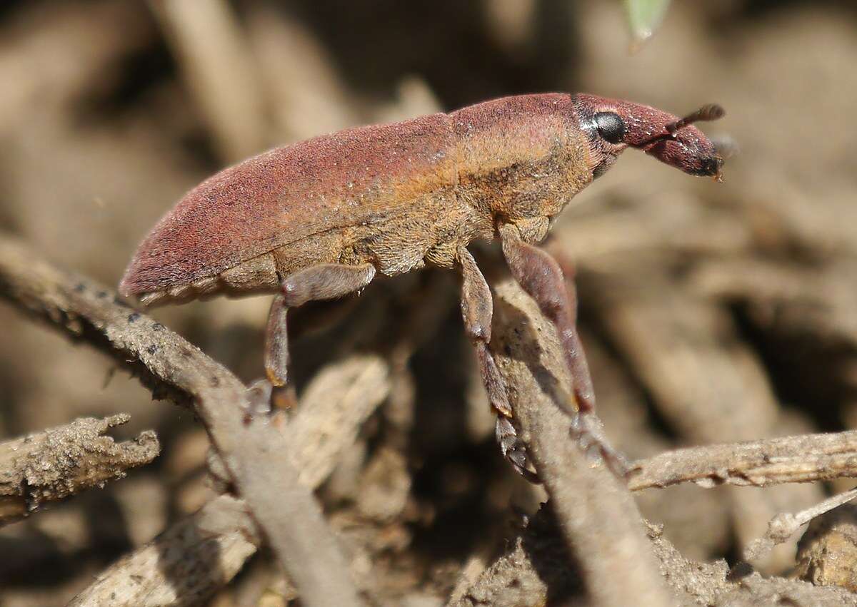 Image of Lixus angustus (Herbst 1795)