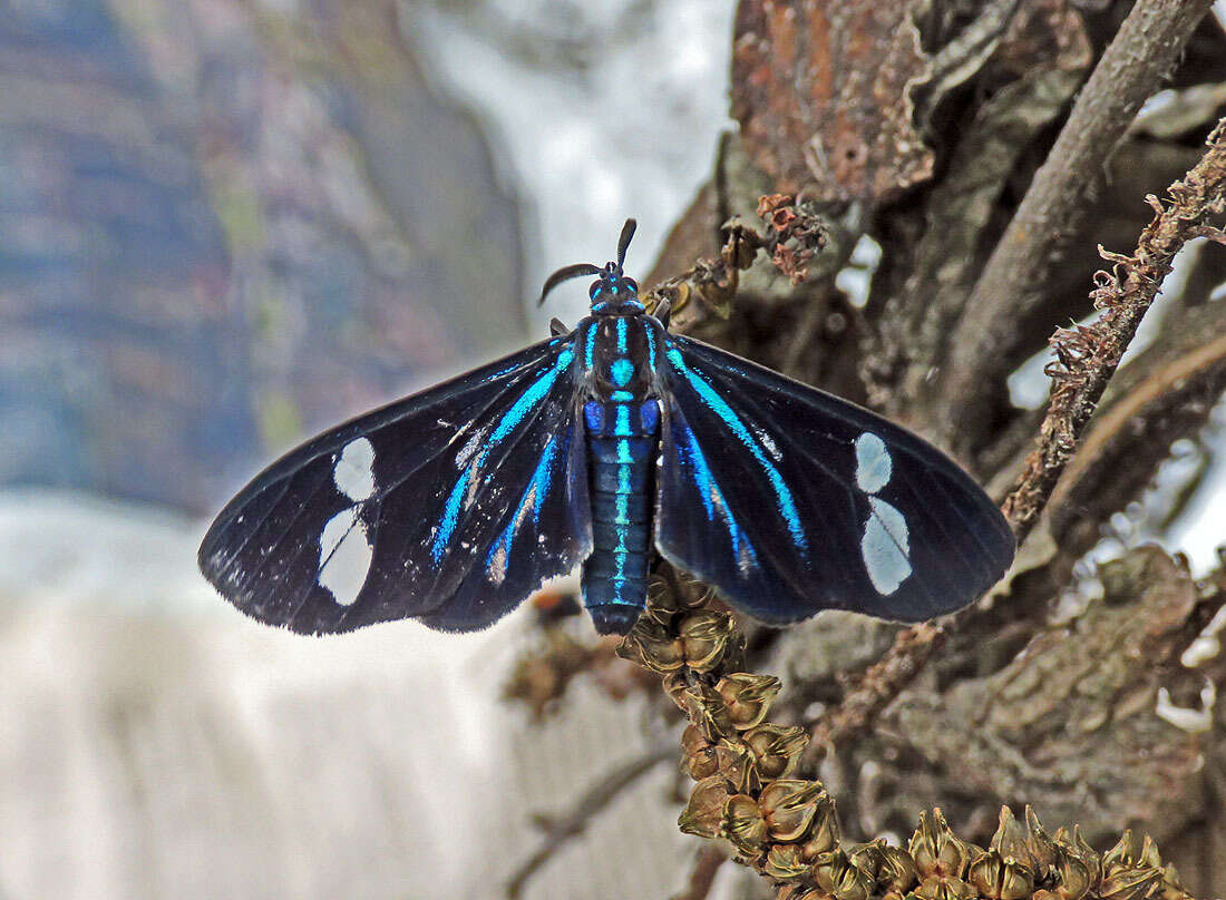 Image de Agyrta porphyria Cramer 1782