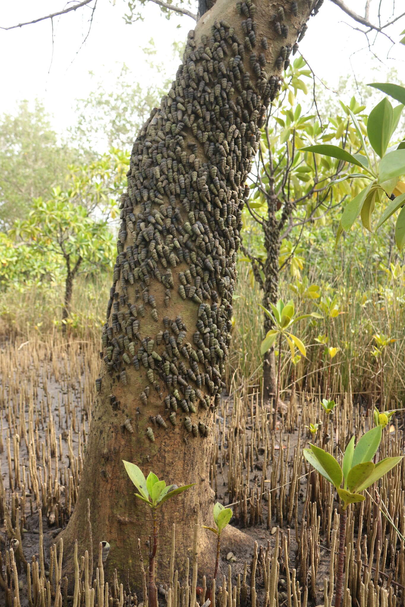 Image of truncated mangrove snail