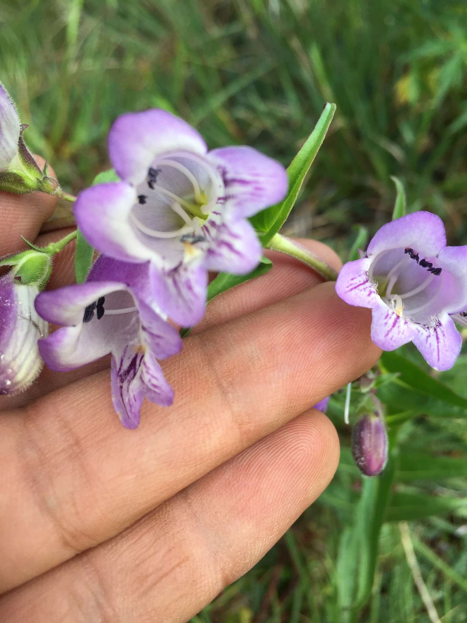 Penstemon leonensis Straw的圖片