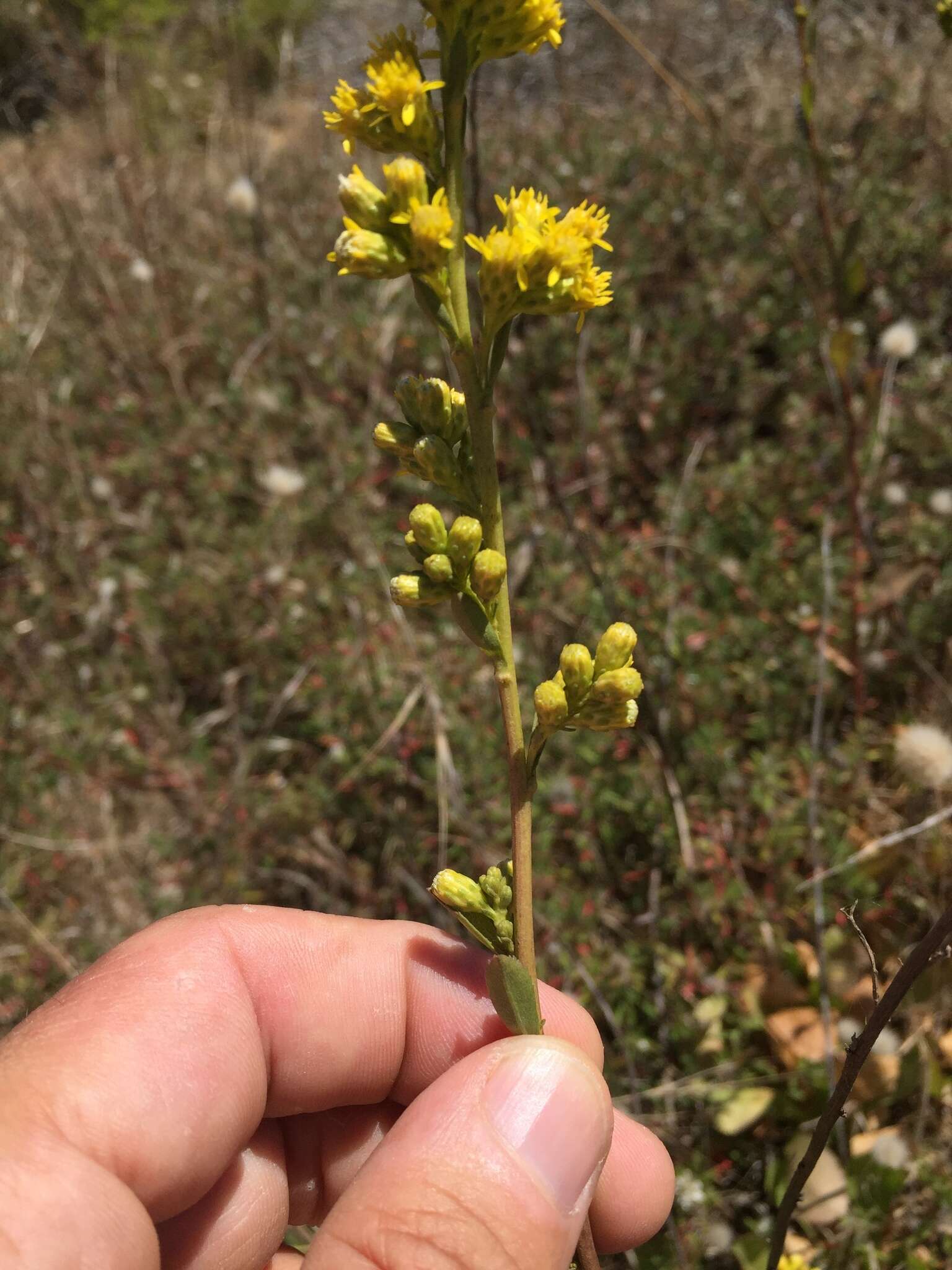 Image of Coast Goldenrod