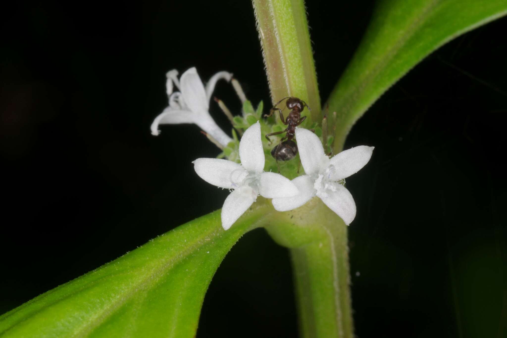 Image of eared starviolet