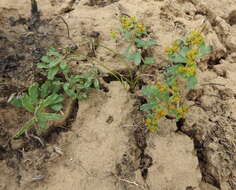 Image of Euphorbia undulata M. Bieb.