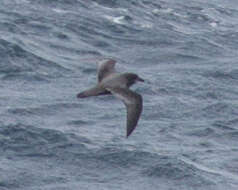 Image of Murphy's Petrel