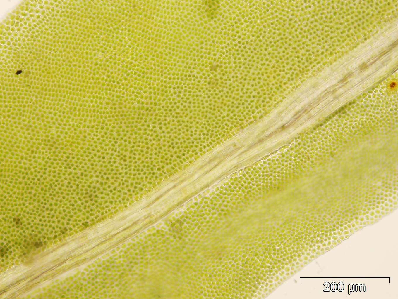 Sivun Fissidens serrulatus Bridel 1806 kuva