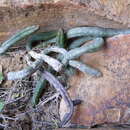 Ceropegia choanantha (Lavranos & H. Hall) Bruyns resmi