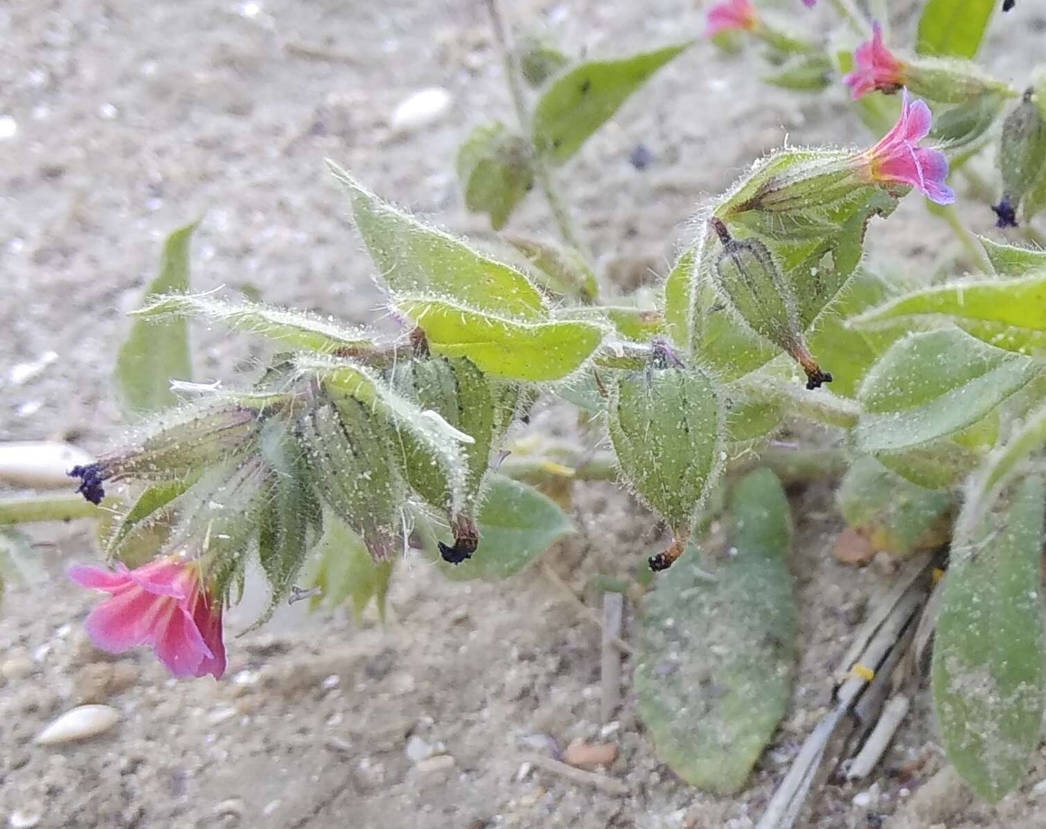 Image of rose monkswort