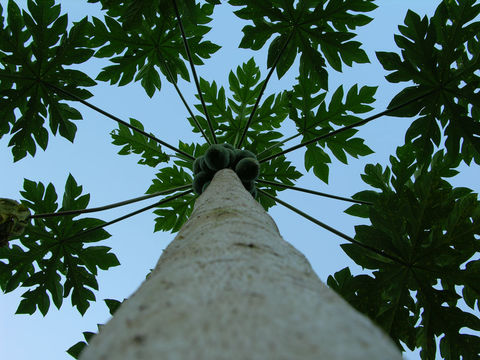 Image of papaya