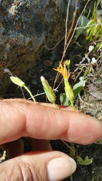 Plancia ëd Agoseris heterophylla (Nutt.) Greene