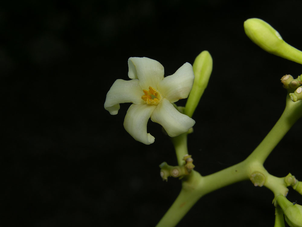 Carica papaya (rights holder: Reinaldo Aguilar)