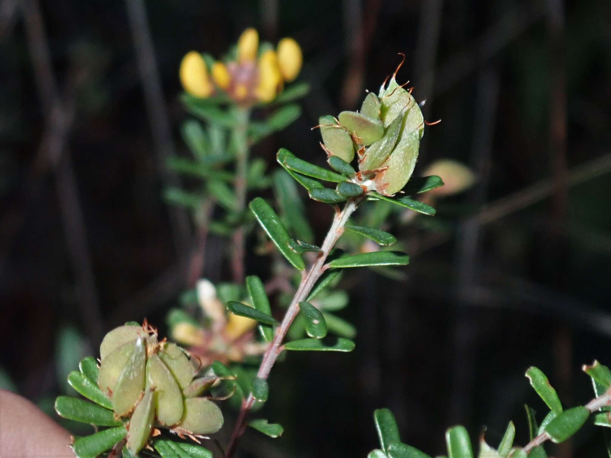 Image of Pultenaea retusa Sm.