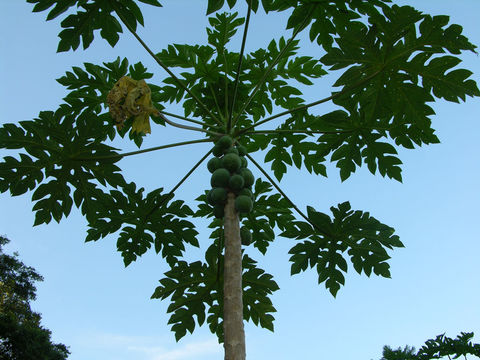 Image of papaya