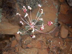 Image of Strumaria unguiculata (W. F. Barker) Snijman