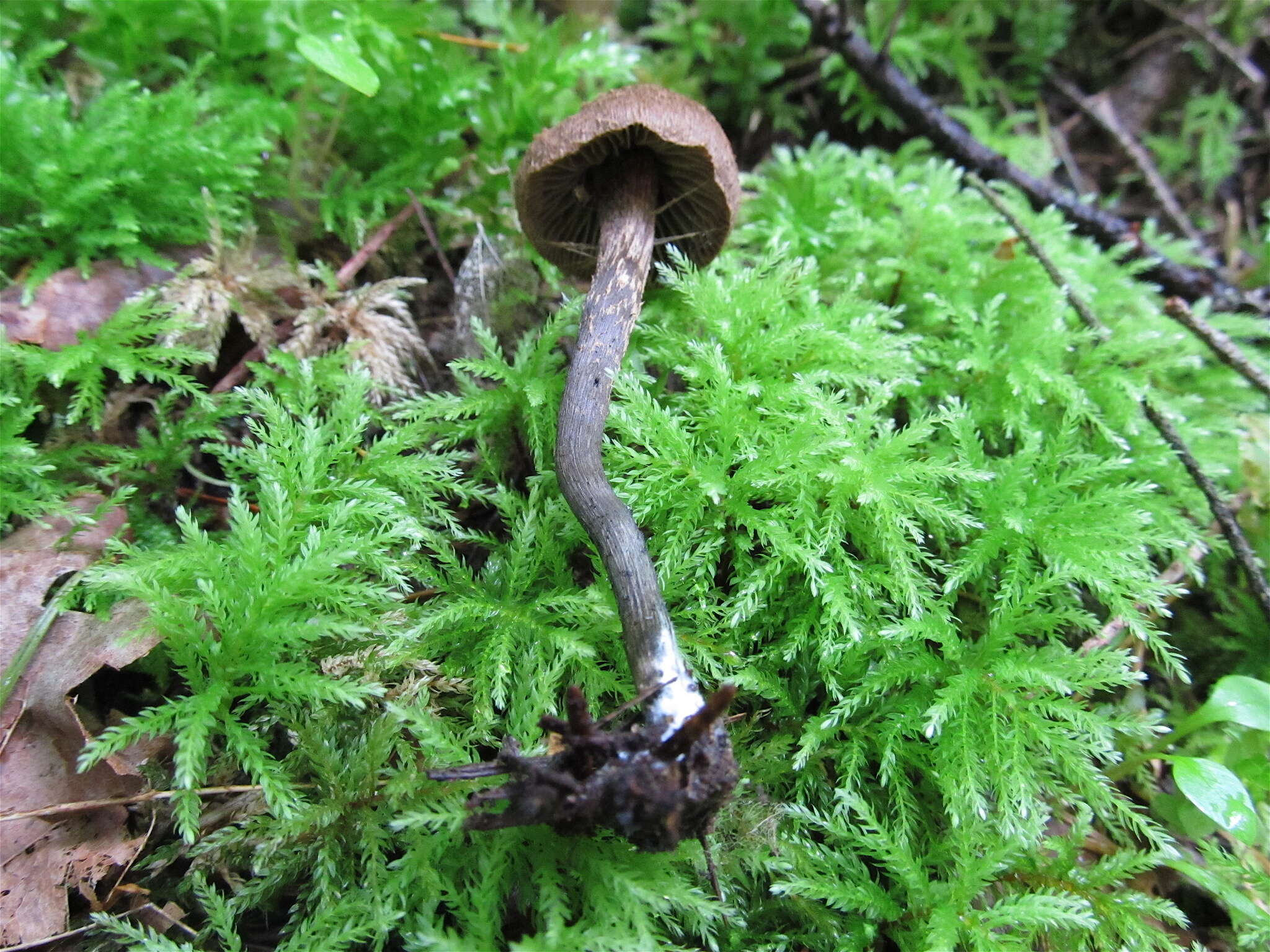 Image of Inosperma calamistratum