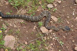 Image of Crotalus molossus nigrescens Gloyd 1936