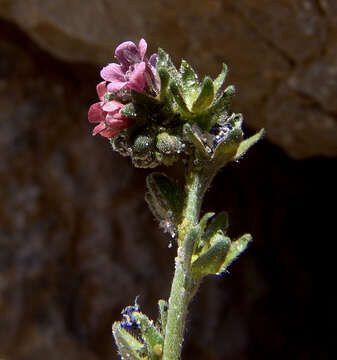 Imagem de Cynoglossum montanum L.