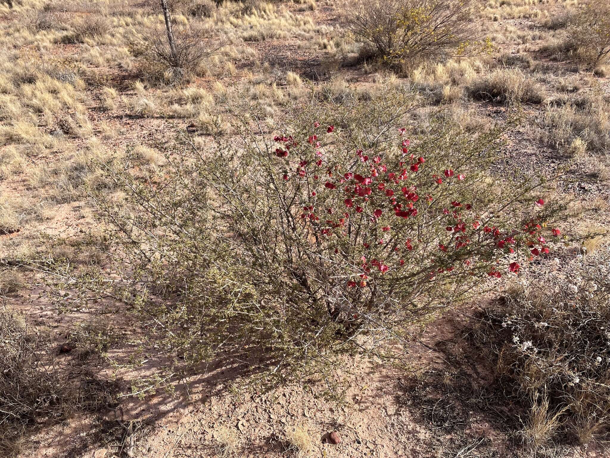 Image of Dodonaea microzyga F. Müll.