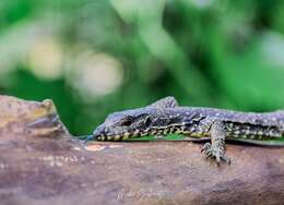 Image of Varanus palawanensis Koch, Gaulke & Böhme 2010