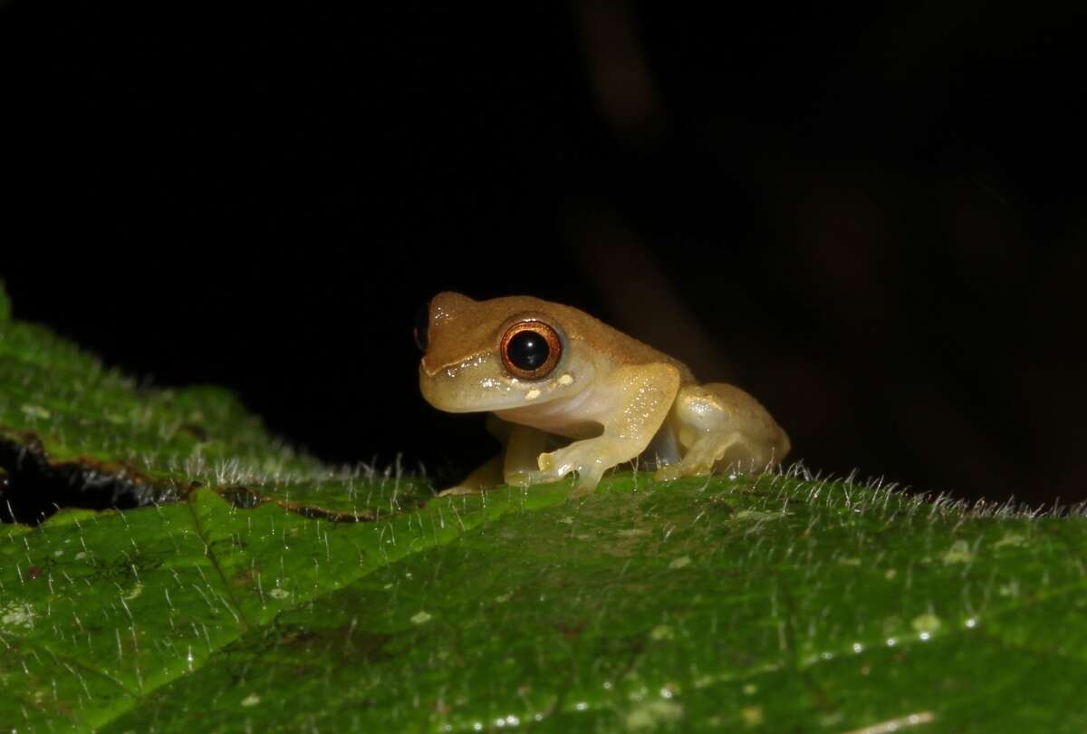 Image of Koechlin's Treefrog