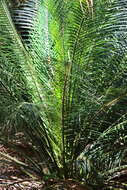 Image of Macrozamia douglasii W. Hill ex F. M. Bailey