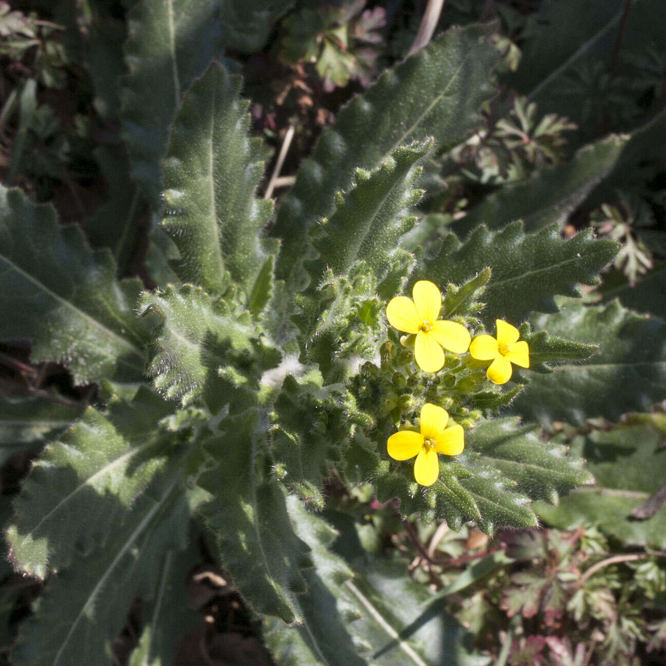 Слика од Biscutella cichoriifolia Loisel.