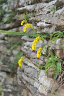 Schizochilus cecilii subsp. culveri (Schltr.) H. P. Linder resmi