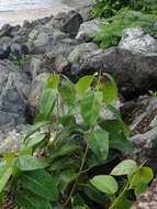 Image of wild banyantree