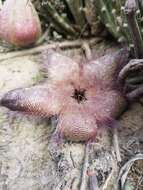 Image of <i>Stapelia <i>hirsuta</i></i> var. hirsuta