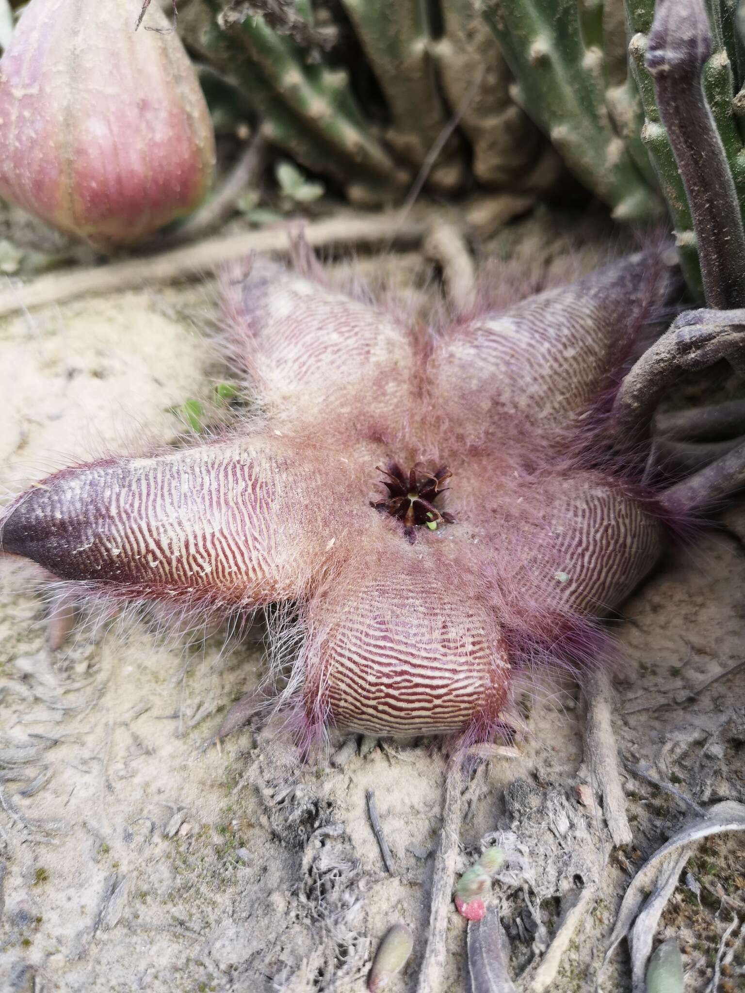 <i>Stapelia <i>hirsuta</i></i> var. hirsuta的圖片