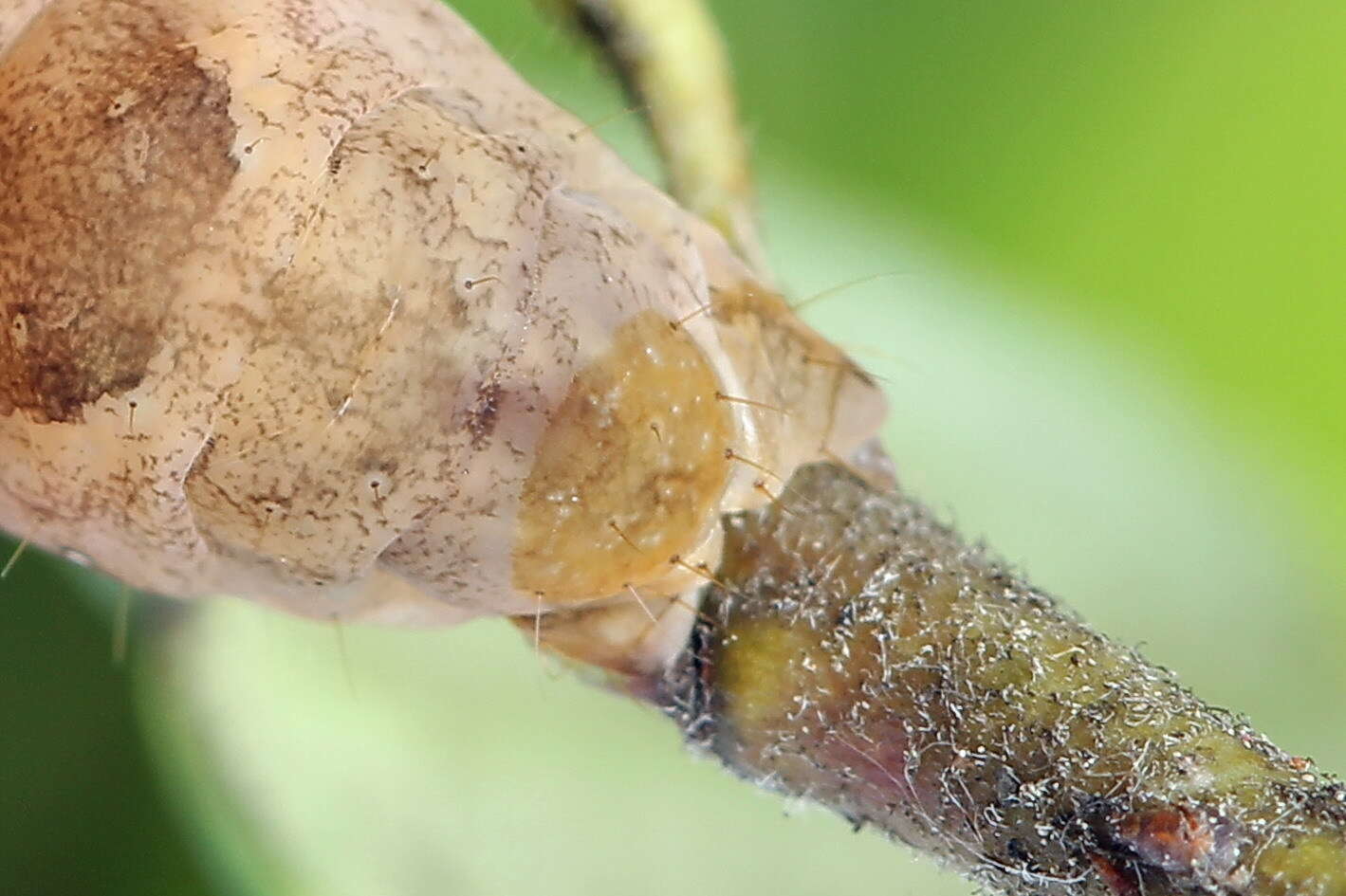 Image of glaucous shears