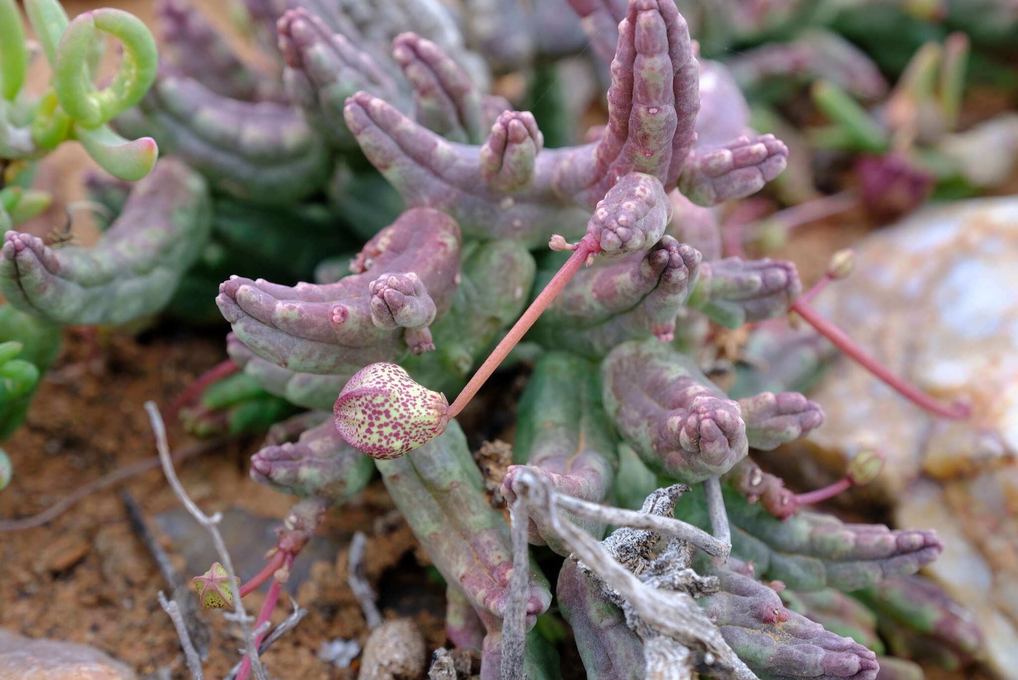 Image of Ceropegia aperta (Masson) Bruyns