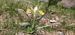 Image of Iris maracandica (Vved.) Wendelbo